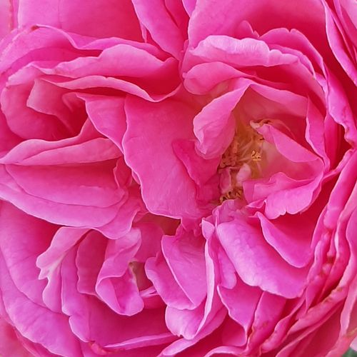 Rosa Renée Van Wegberg™ - trandafir cu parfum intens - Trandafir copac cu trunchi înalt - cu flori tip trandafiri englezești - roz - PhenoGeno Roses - coroană tufiș - ,-